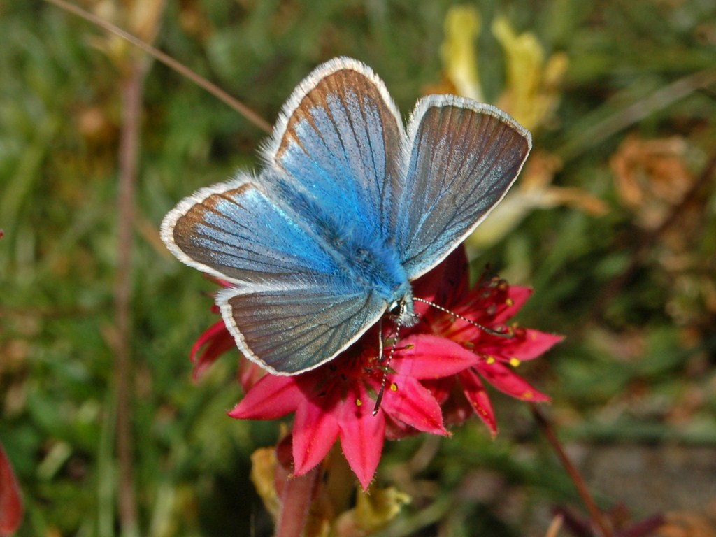 Un Licenide in attesa di un nome : Polyommatus damon